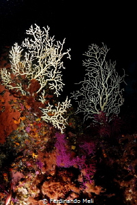 Underwater trees
(EUNICELLA VERRUCOSA) by Ferdinando Meli 